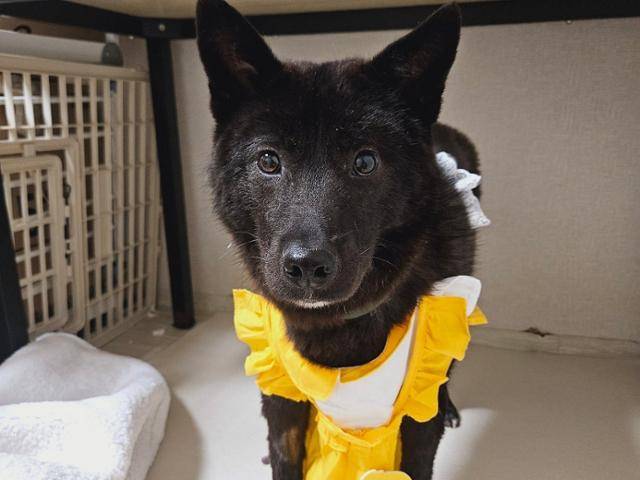 처음에는 간식을 받아먹지 못할 정도로 소심했지만 이제 사람에게 먼저 달려오는 맹고(1세 추정, 수컷)가 가족을 기다리고 있다. 동물과함께행복한세상 제공