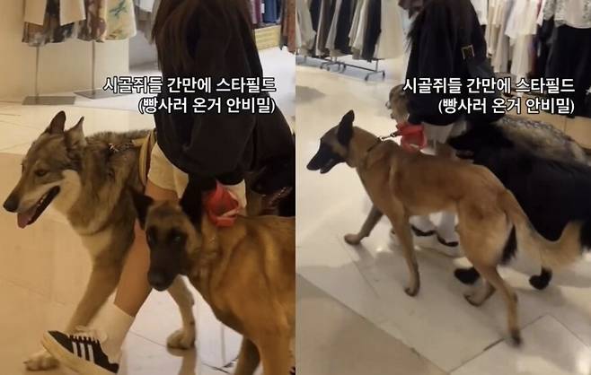A woman posted on Instagram about taking her three large dogs, including a wolfdog, to the Starfield shopping mall [SCREEN CAPTURE]