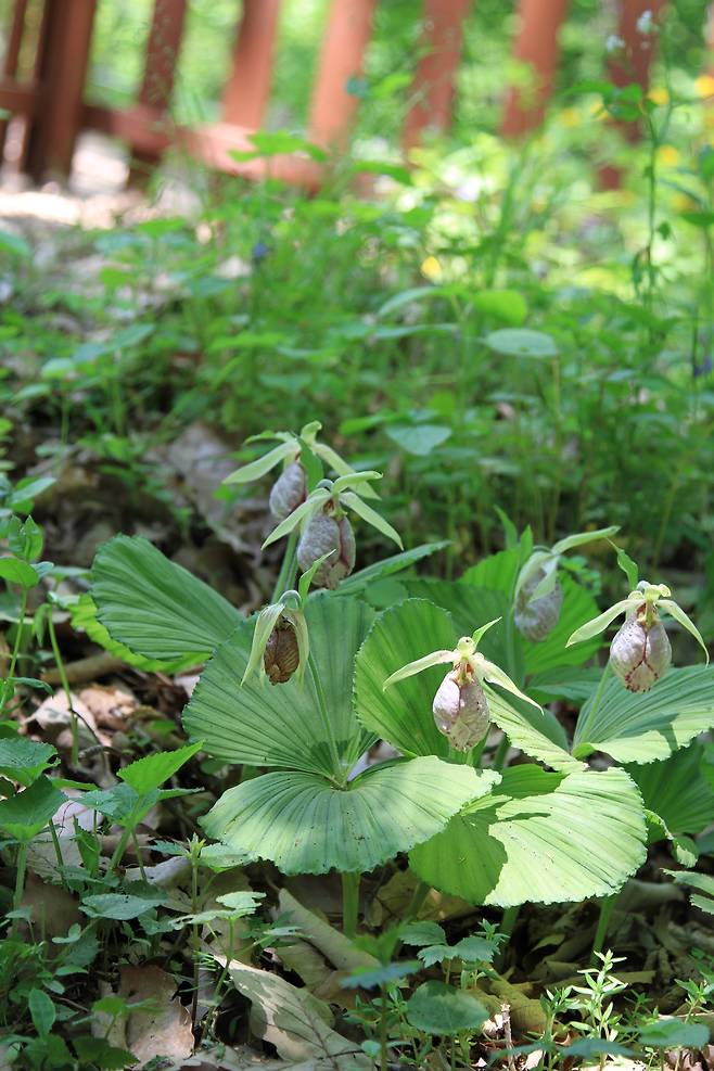 광릉요강꽃[국립생태원 제공]