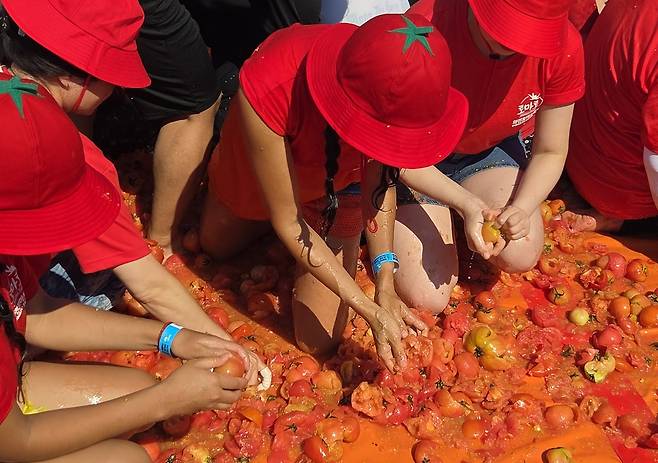 화천 토마토축제 ‘황금반지를 찾아라’에 참여한 방문객들이 황금반지를 찾기 위해 토마토를 으깨고 있다.&nbsp;배상철 기자