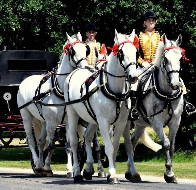 은퇴 전 영국 왕실 업무 중인 타이론 [Trust Horse 인스타그램 캡처. 재배포 및 DB 금지]