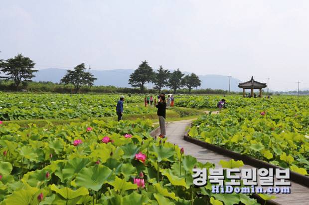 경주 동궁과 월지 인근 연꽃밭에 연꽃이 만개해 여름 정취를 더하고 있다. 사진=경주시 제공