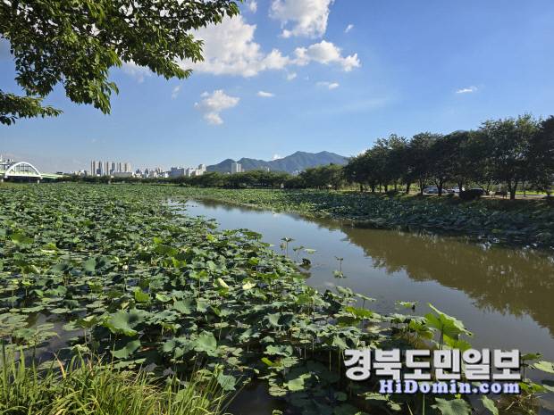 구미 지산샛강 연밭에 고운 연꽃들이 피어 청정한 자연경관을 선사하고 있다. 사진=구미시 제공