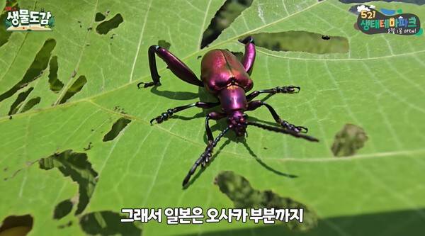 사진 = 사그라페모라타 / 유튜브 'TV생물도감' 캡처