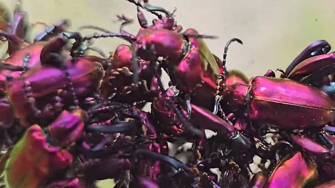 한반도 남쪽에서 동남아시아 지역에서 주로 서식하는 알통다리잎벌레가 처음으로 포착됐다. /유튜브 'TV 생물도감'