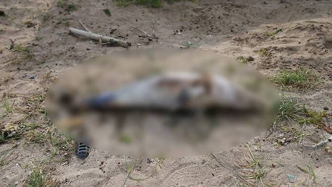 지난 26일 낚싯줄이 엉킨 채 헤엄치는 모습이 관찰됐던 새끼 제주 남방큰돌고래가 처음 목격된 지 일주일 만인 8월1일 죽은 채 발견됐다. 제주대·다큐제주 제공