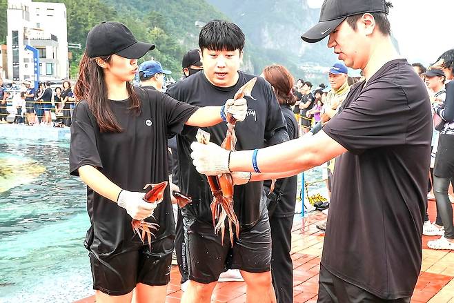 살아있는 오징어를 맨손으로 잡아보는 이색 체험 참가자들이 신기해 하고 있다.[울릉군 제공]