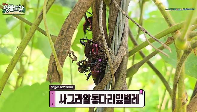 남해안 부근에서 발견된 알통다리잎벌레의 일종 [출처= 유튜브 'TV생물도감']