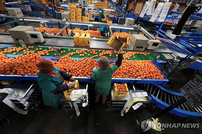 USA-TRUMP/TARIFFS-SAFRICA 남아공의 한 감귤 농장에서 근로자들이 포장 작업을 하는 모습.[로이터=연합뉴스. 재판매 및 DB 금지]