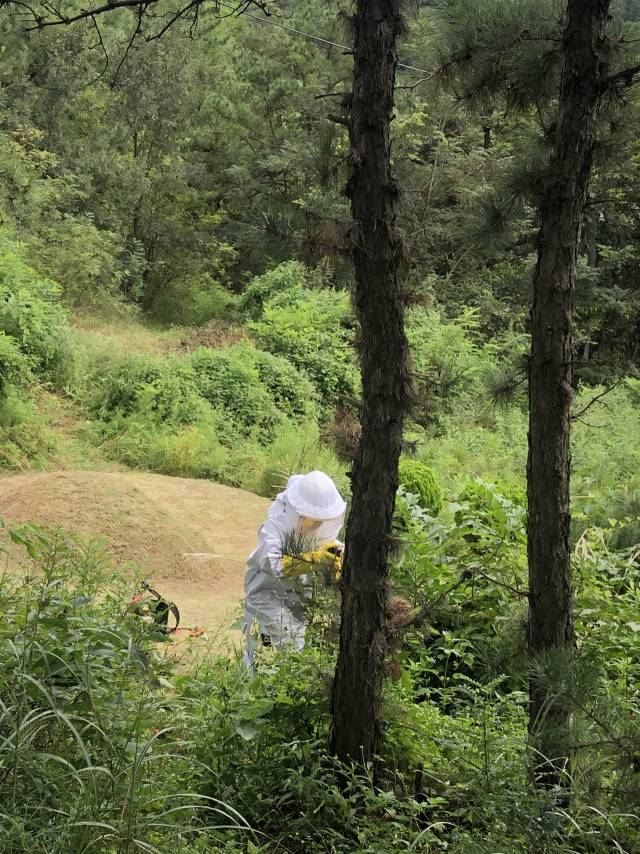 경남소방본부 소속 소방대원이 도내 한 야산에서 예초 작업 중 발견돼 신고가 접수된 벌집을 제거하고 있다. 경남소방본부 제공