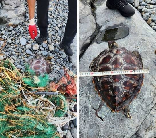 5일 오전 9시 54분 거제시 동부면 수산마을 해변에서 국제적 멸종위기종인 푸른바다거북 사체 1구가 발견됐다. 통영해양경찰서 제공