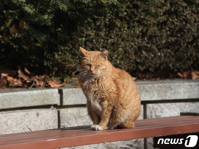 길고양이 자료사진. 2023.11.29/뉴스1 ⓒ News1 김영운 기자