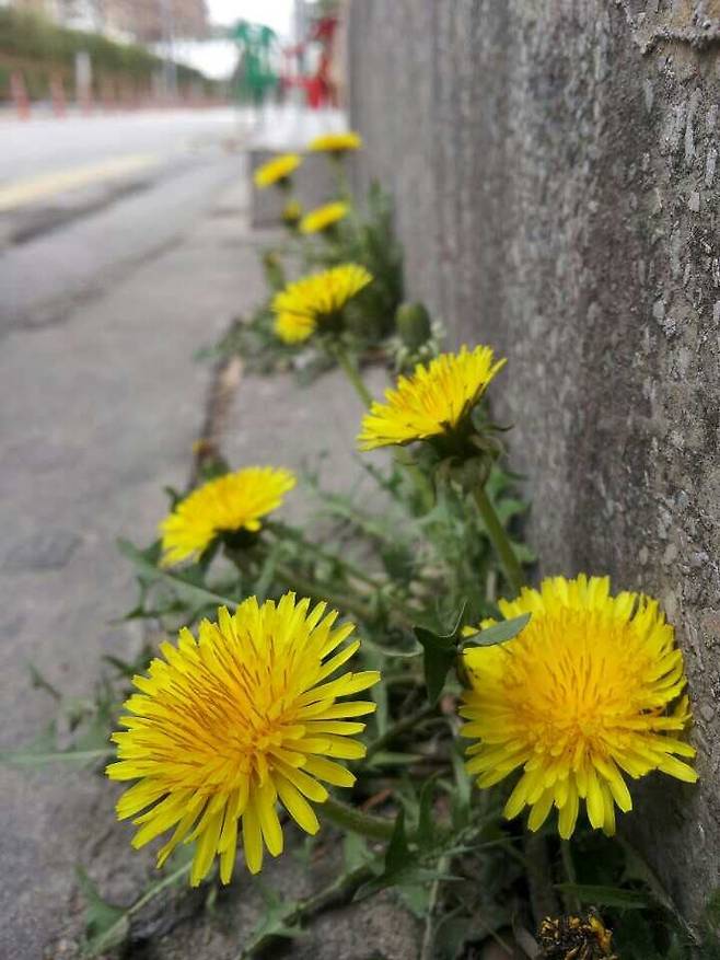 길가에 핀 서양민들레.
