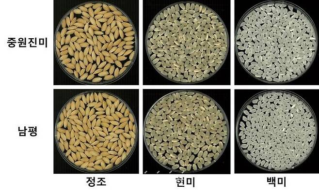 '중원진미', '남평' 정조, 현미, 백미. ⓒ농촌진흥청