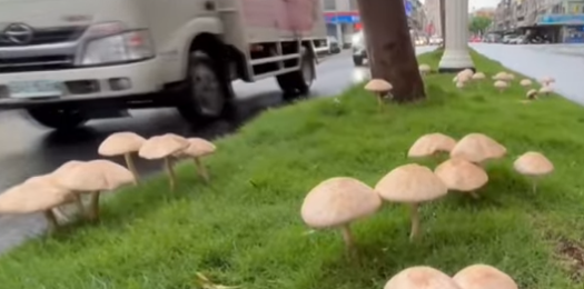 대만 가오슝 도로에 자라난 버섯. /사진=TBVS 유튜브 캡처