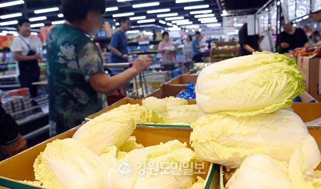 ▲ 폭우에 이은 폭염 영향으로 농산물 가격이 상승하고 있는 가운데, 지난달 27일 강원 춘천시의 한 대형마트에서 소비자가 배추를 고르고 있다. 방도겸 기자