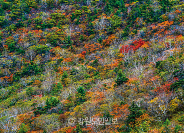 ▲ 사진작가 노남호 태백중 교장의 사진전 ‘크게 밝은 산, 함백산(咸白山)’의 도록에 수록된 ‘함백산 절골의 가을’ 작품. 노남호 작가 제공.