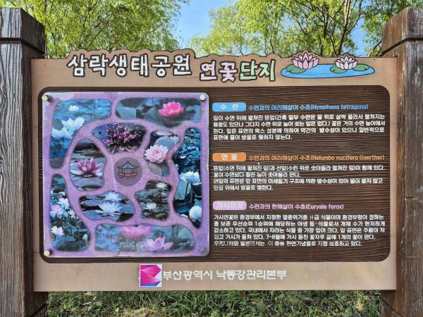 부산 사상구 삼락생태공원 연꽃단지 안내판.