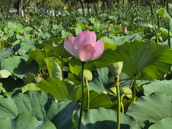 고요하고 신비로운 연꽃.
