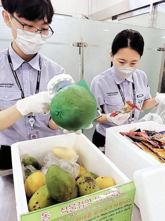 김해국제공항에서 검역본부 검역관들이 물품을 살펴보고 있다. 농림축산검역본부 제공