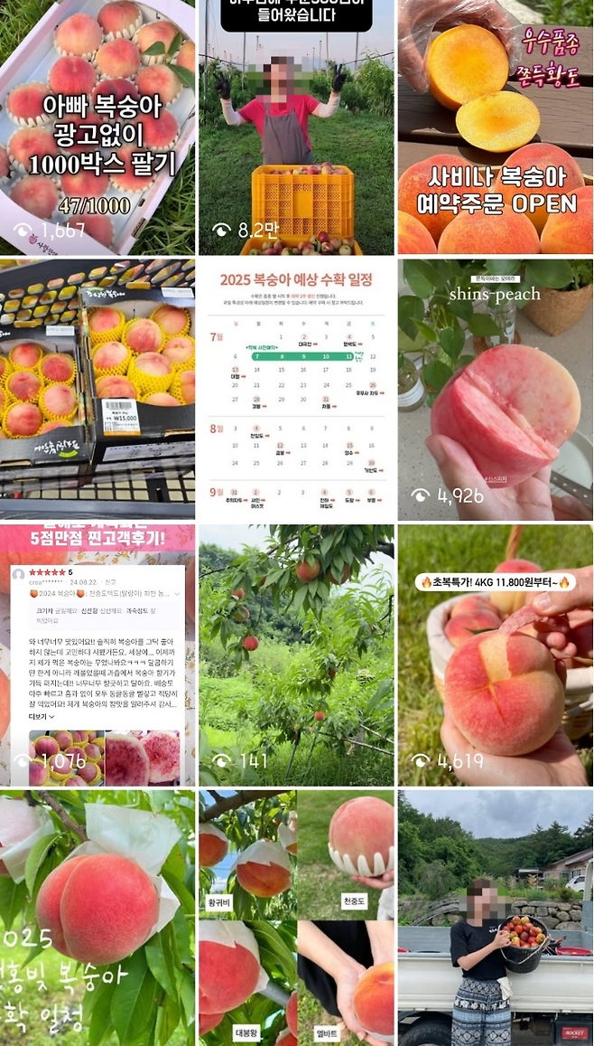 인스타그램 복숭아농장 관련 게시글 [인스타그램 갈무리]