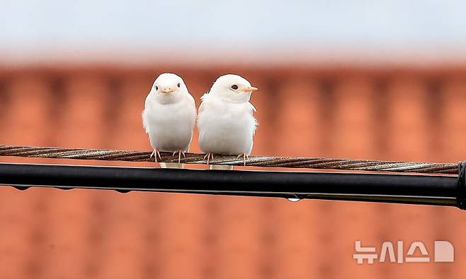 [서귀포=뉴시스] 우장호 기자 = 5일 오전 제주 서귀포시 대포동 인근 거리 전신주에 이소를 앞둔 흰색 제비 두 마리가 날아와 나란히 앉아 있다. 2025.08.05. woo1223@newsis.com