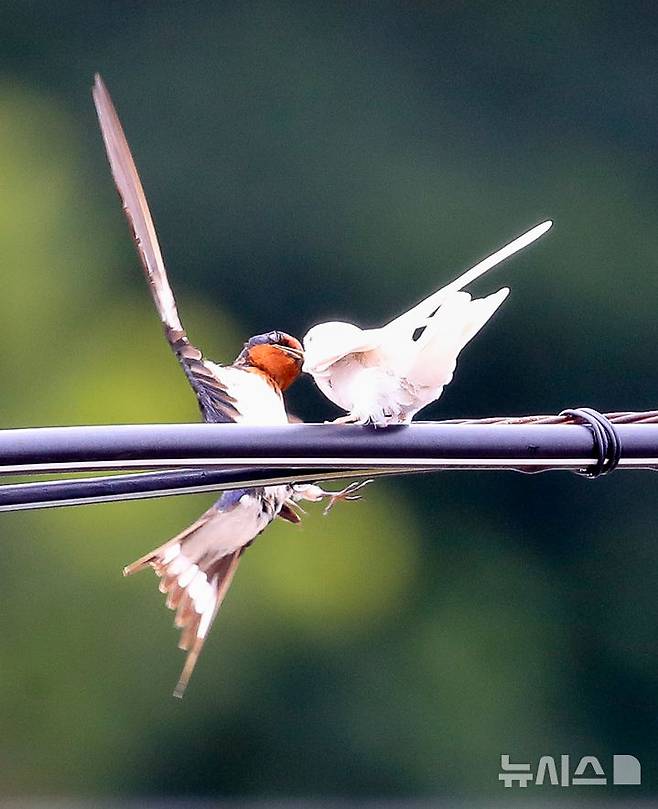 [서귀포=뉴시스] 우장호 기자 = 5일 오전 제주 서귀포시 대포동 인근 거리 전신주에  이소를 앞둔 흰색 제비가 날아와 어미새에게 먹이를 받아 먹고 있다. 2025.08.05. woo1223@newsis.com