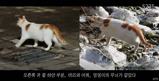(왼쪽) 뚝섬한강공원에서 다시 만난 고양이 (오른쪽) 2021년 말 찍었던 고양이 [출처= 유튜브 채널 '5275 오이칠오']