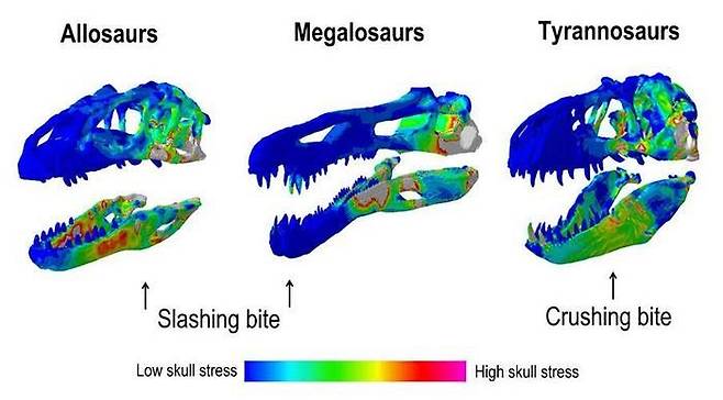 거대 육식공룡이 물 때 두개골에 가해지는 힘 비교 Dinosaur bite illustrations. [Rowe and Rayfield, Current Biology 제공. 재판매 및 DB 금지]