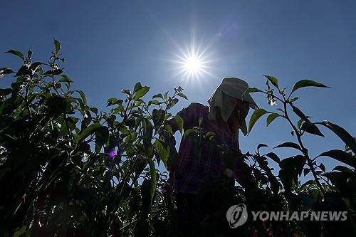 폭염 속 농작업 [연합뉴스 자료사진]