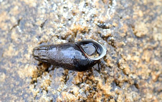 여름철 다슬기를 채취하다 사망하는 사례가 잇따르고 있다. 전남 내 최근 10년간 8명이 숨졌다. 관계자들은 관리 전반에 한계가 있다며, 시민들의 안전수칙 준수를 거듭 당부했다. /연합뉴스