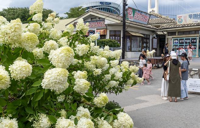 무더운 날씨가 이어진 6일 울산 남구 장생포 고래문화마을에서 활짝 핀 새하얀 목수국이 여름 정취를 더해주고 있다. 최지원 기자