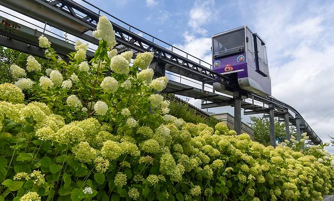 무더운 날씨가 이어진 6일 울산 남구 장생포 고래문화마을에서 활짝 핀 새하얀 목수국이 여름 정취를 더해주고 있다. 최지원 기자