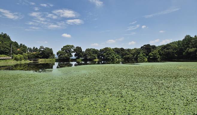 부영양화에 따른 수생식물 번식으로 제기능을 상실한 현재의 반곡지. /심한식 기자