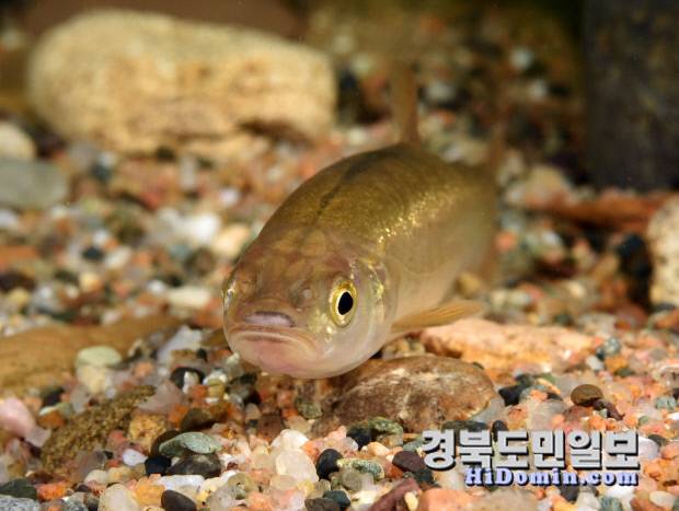 경북도 수산자원연구원 토속어류산업화센터는 버들치 우량종자 52만 마리를 분양한다.