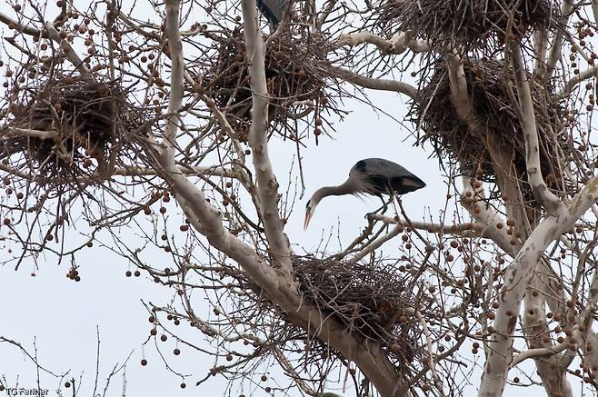 나무위에 집단으로 지은 왜가리의 둥지./National Park Service