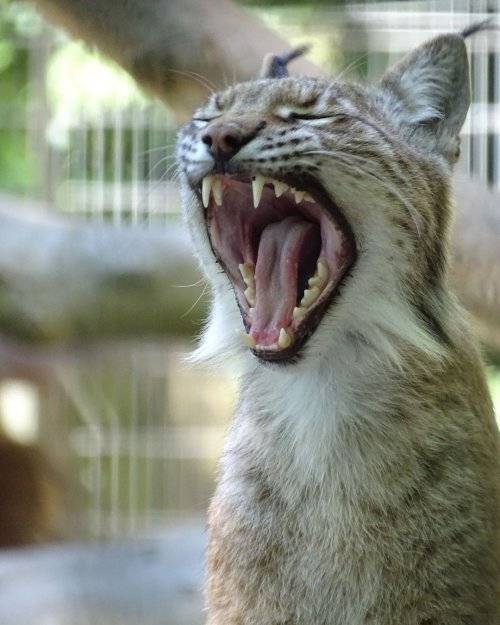 논란이 된 덴마크 동물원 측이 게시한 유럽스라소니(European Lynx)의 사진. 출처=올보르동물원 페이스북 캡처