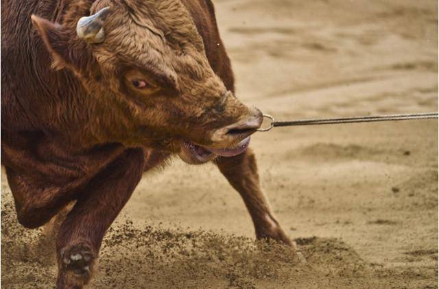 싸우기 싫어서 조교사에 저항하고 있는 싸움소의 모습. 동물해방물결 제공