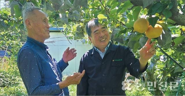 1일 전남 나주시 석현동의 배 과수원에서 이동희 나주배원예농협 조합장(오른쪽)과 농민 이화식씨가 햇배 ‘원황’의 품위를 살피고 있다.