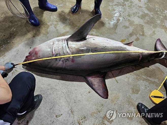 삼척에서 잡힌 백상아리 2023년 7월 6일 삼척시 임원항 동방 약 3.7km 해상에서 정치망 어선 그물에 걸려 죽어있는 백상아리 1마리가 발견됐다. 이날 혼획된 백상아리는 길이 211cm, 둘레 150cm 등으로 측정됐다. [동해해경 제공. 연합뉴스 자료사진]