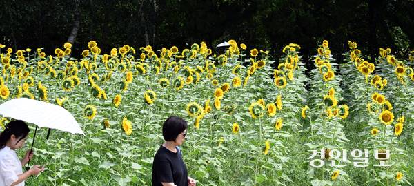 절기상 입추(立秋)인 7일 수원시 권선구 탑동시민농장에서 시민들이 활짝 핀 해바라기꽃을 감상하고 있다. 2025.8.7 /임열수기자 pplys@kyeongin.com