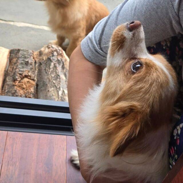 주현영이 자신의 SNS 계정에 올린 반려견. /주현영 소셜미디어