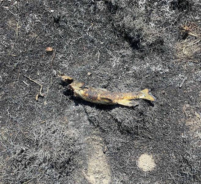 들판 화재 용의자 물고기 [애슈크로프트 소방서 페이스북]