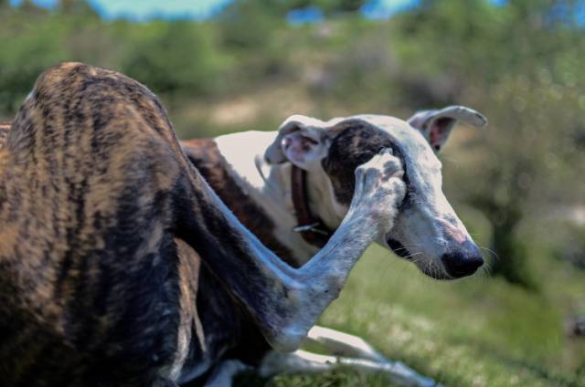 반려동물에게 가려움은 건강의 적신호로 여겨야 한다. 사진은 강아지가 피부를 긁는 모습. 클립아트코리아