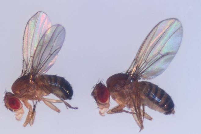 암컷 초파리는 짝짓기 열망이 있을 때 수컷의 소리에 귀를 기울인다. 게티이미지뱅크 제공.