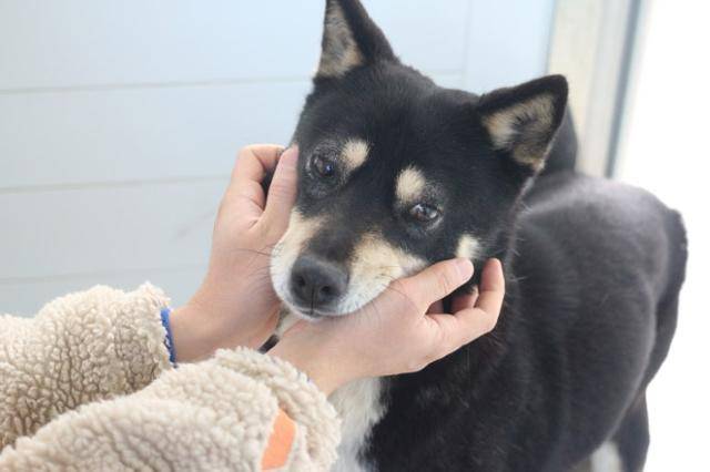 구조되어 보호소 생활을 시작한 다슬이는 사람과 다른 개들 사이에서 적응하는 시간을 보내야 했다. 동물자유연대 제공