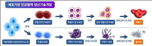 식품의약품안전처가 세포 기반 인공혈액을 첨단바이오의약품으로 분류했다. 식품의약품안전처 제공