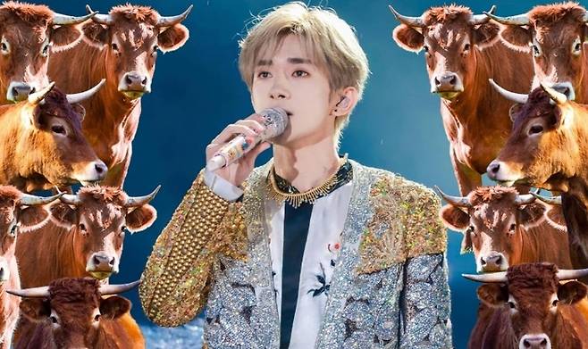 송아지를 입양하면 유명 스타의 콘서트 좌석을 준다는 한 공공복지 프로젝트가 중국에서 화제다. [사진출처 = SCMP]