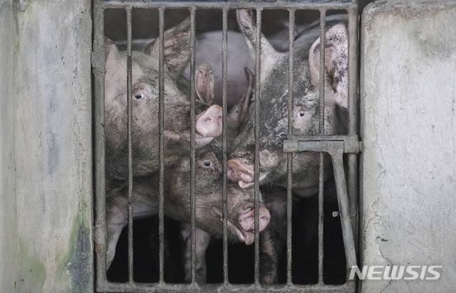 [아곤실로(필리핀)=AP/뉴시스]돼지들. 사진은 기사 내용과 관련 없음.(사진=뉴시스 DB)
