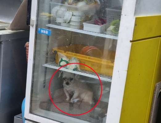 냉장고 안에 반려견 *온라인 커뮤니티 캡처